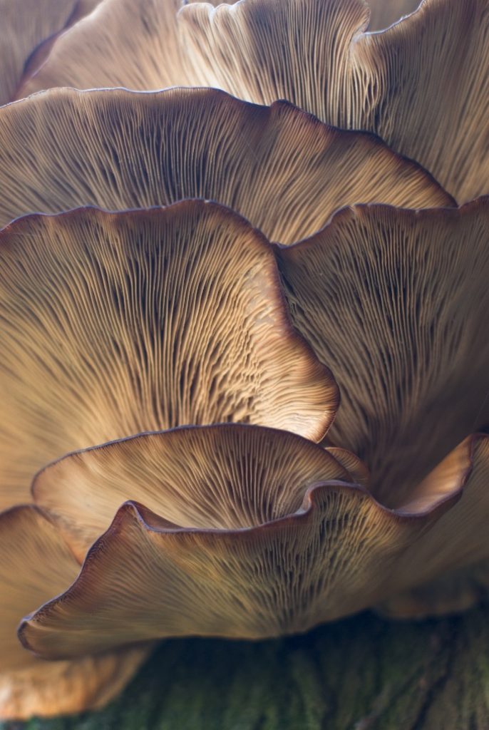 Wildya-eco-anxiety-quiz-fungi