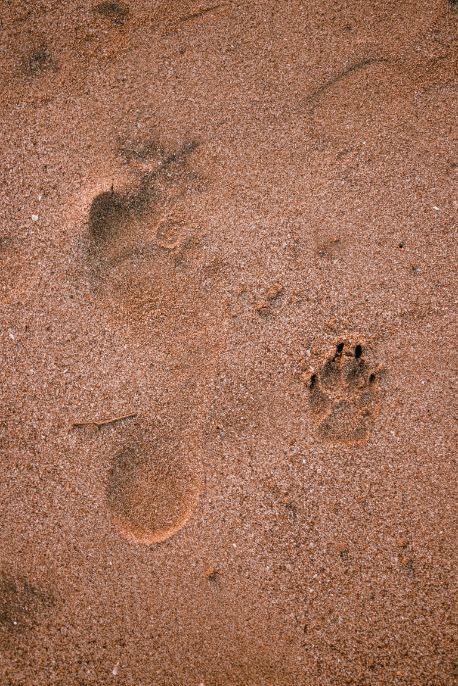 Wildya-eco-anxiety-quiz-sand-footprint-and-paw