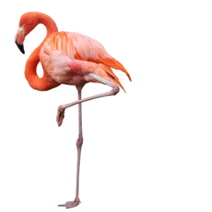 pink-flamingo