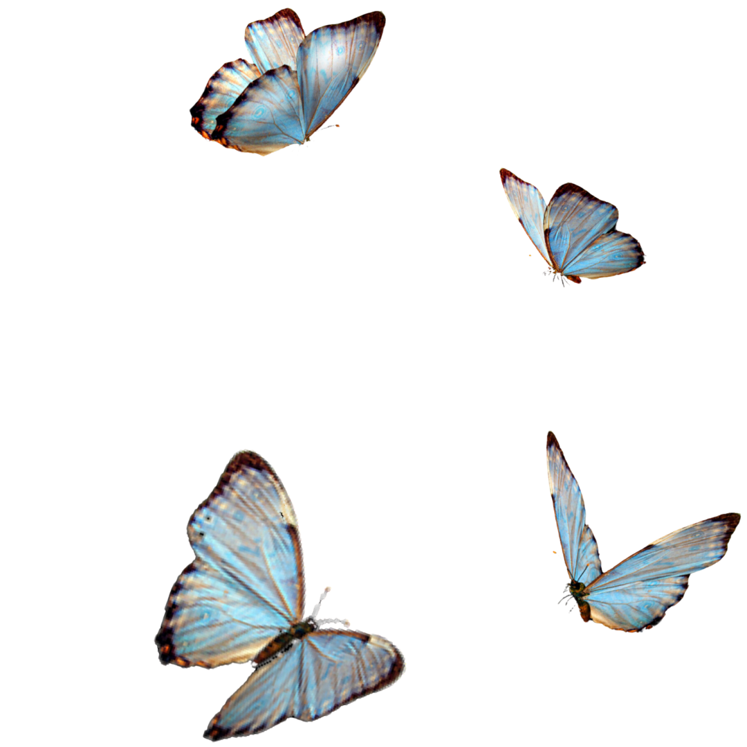 four-blue-butterflies