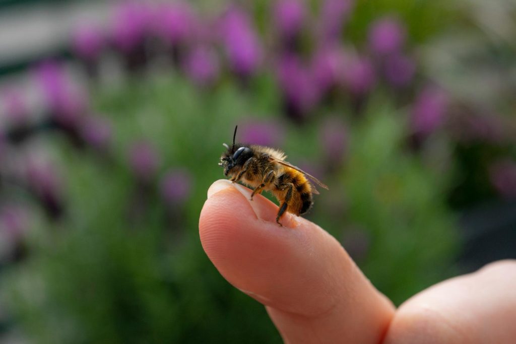 bee-finger-biodiversity-humans-link