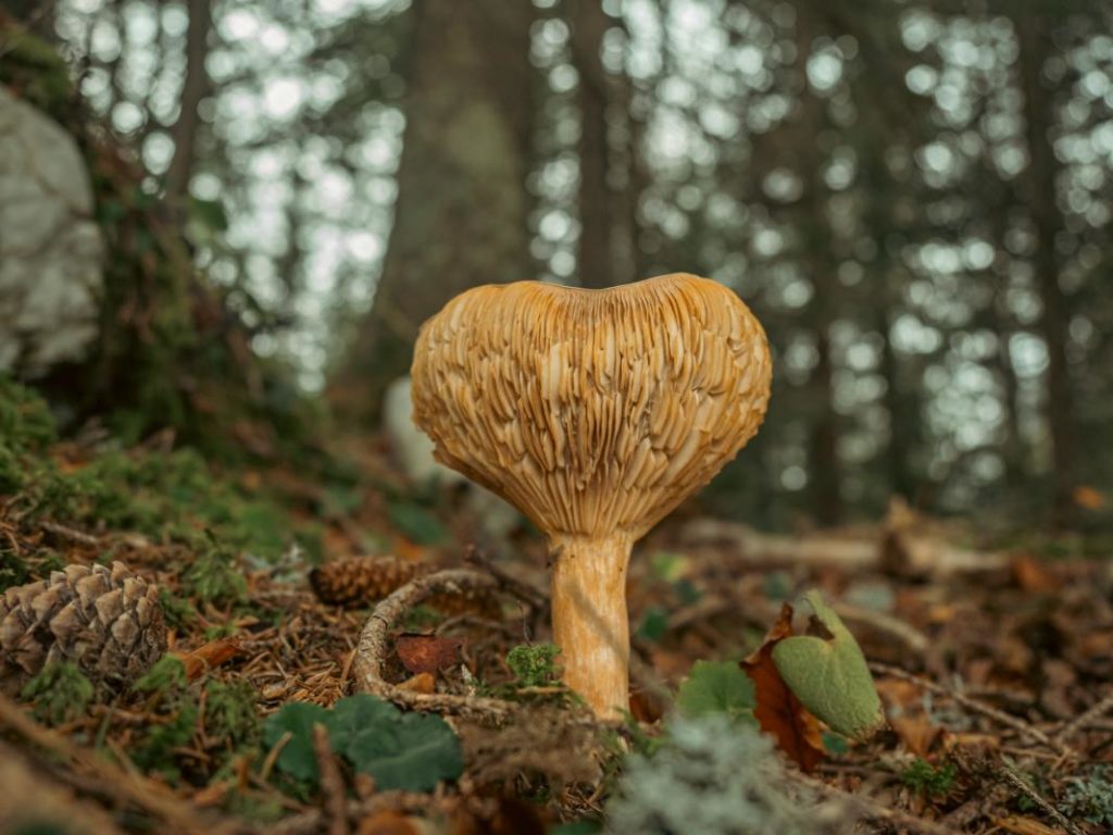 how-does-biodiversity-benefits-humans-mushroom-forest