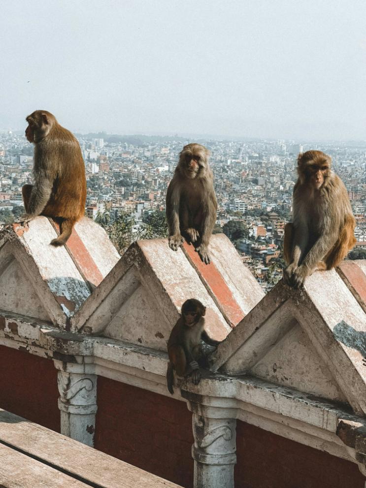 human-animal-conflict-macaques-city