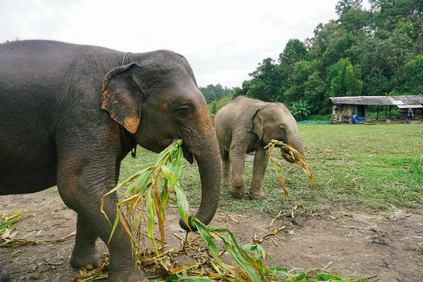 human-wildlife-conflict-elephants-crops