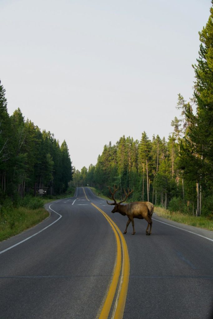 human-wildlife-conflict-reindeer-crossing-road