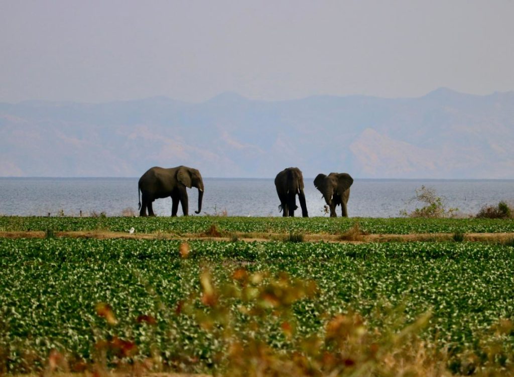 human-wildlife-conflicts-elephants-crops-field