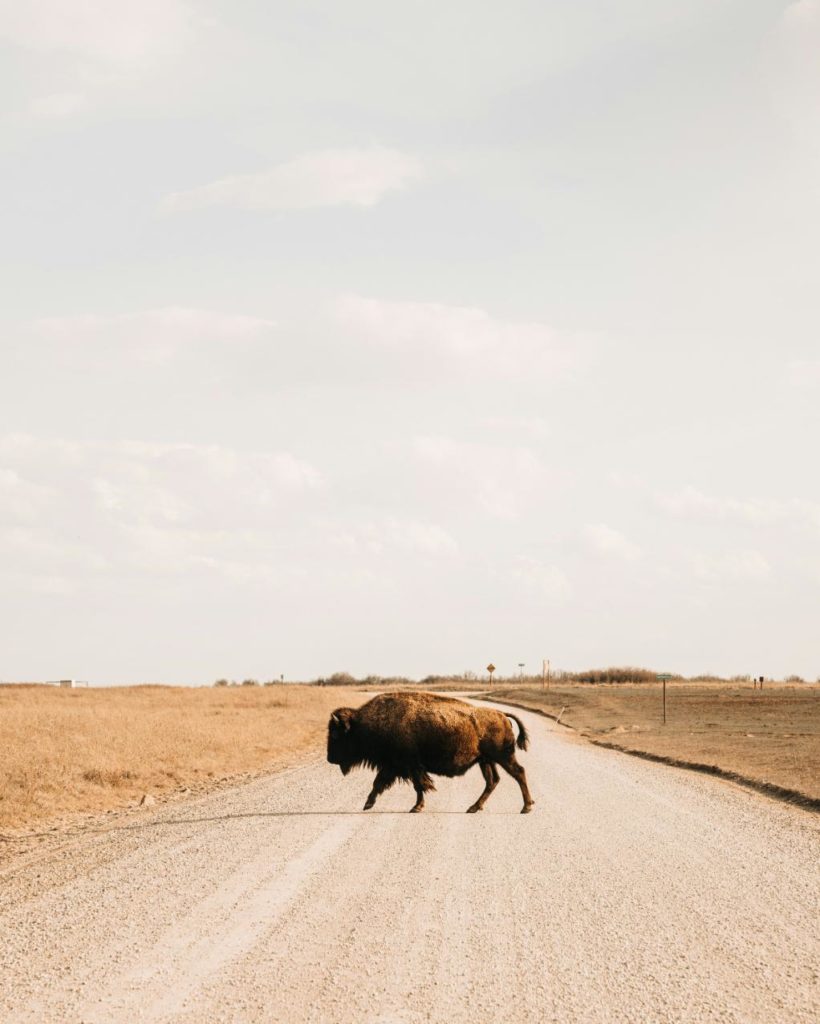 human-wildlife-conflitc-bison-road