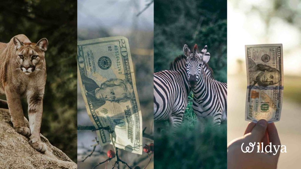 Fundraising-strategy-examples
