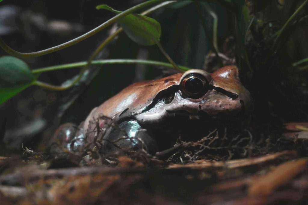 Fundraising-strategy-examples-frog