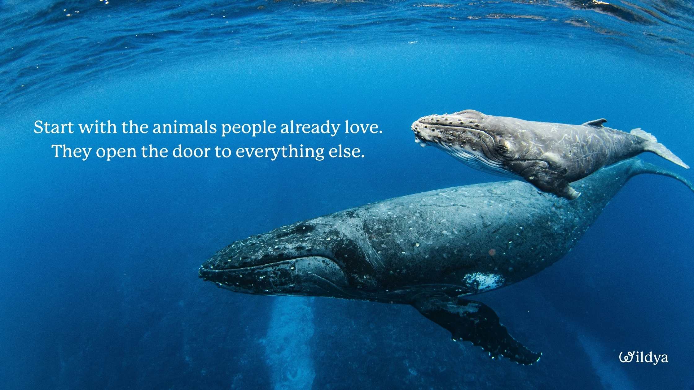 The-importance-of-telling-stories-for-conservation-ambassador-species