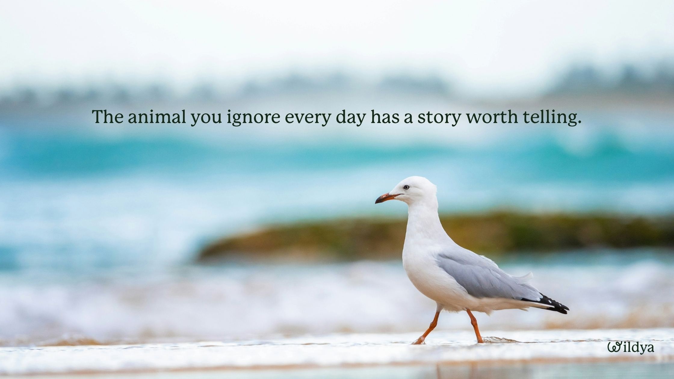 The-importance-of-telling-stories-for-conservation-ordinary-species