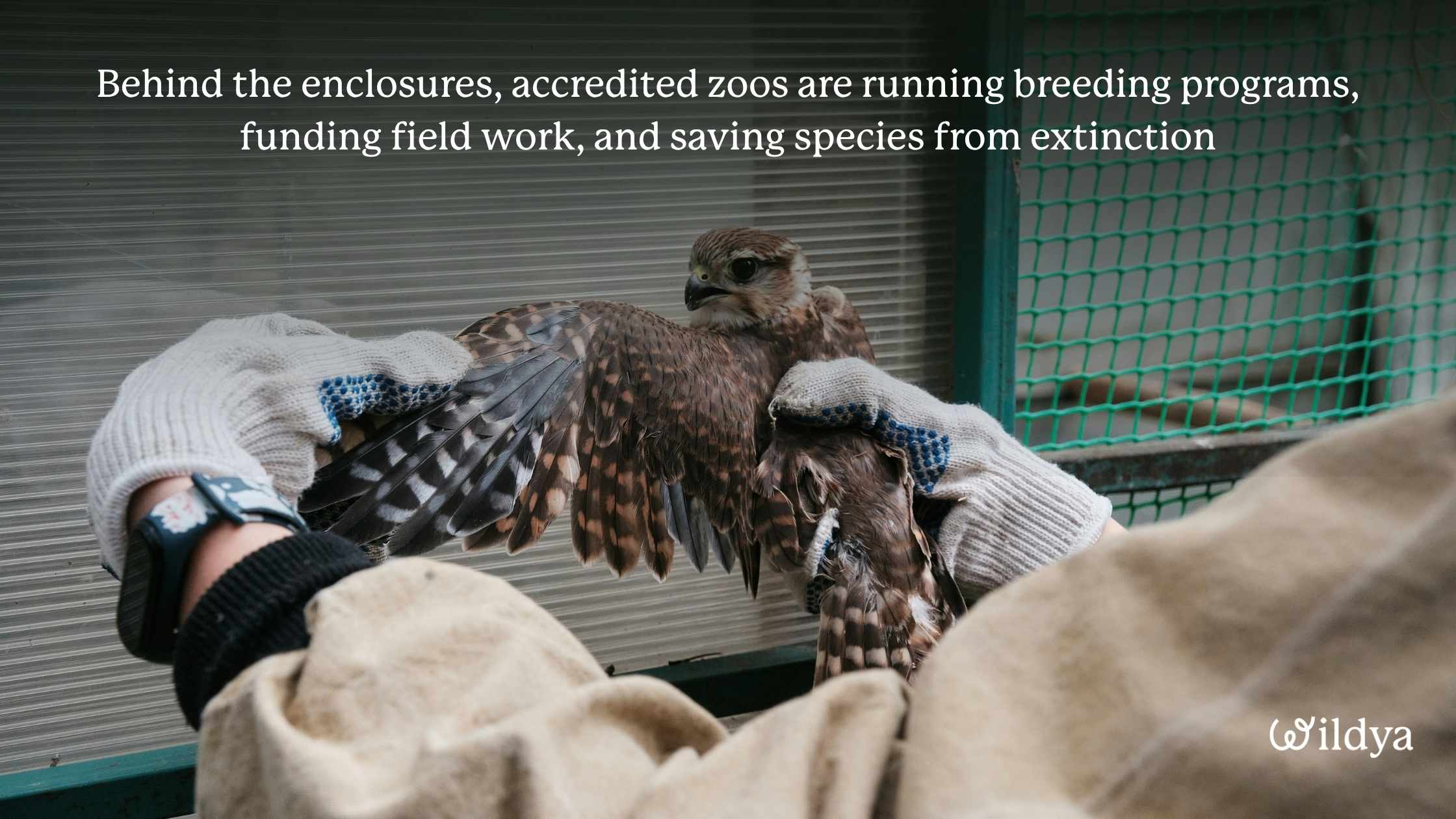 changing-conservation-and-zoos-with-AI-accredited-zoo-work