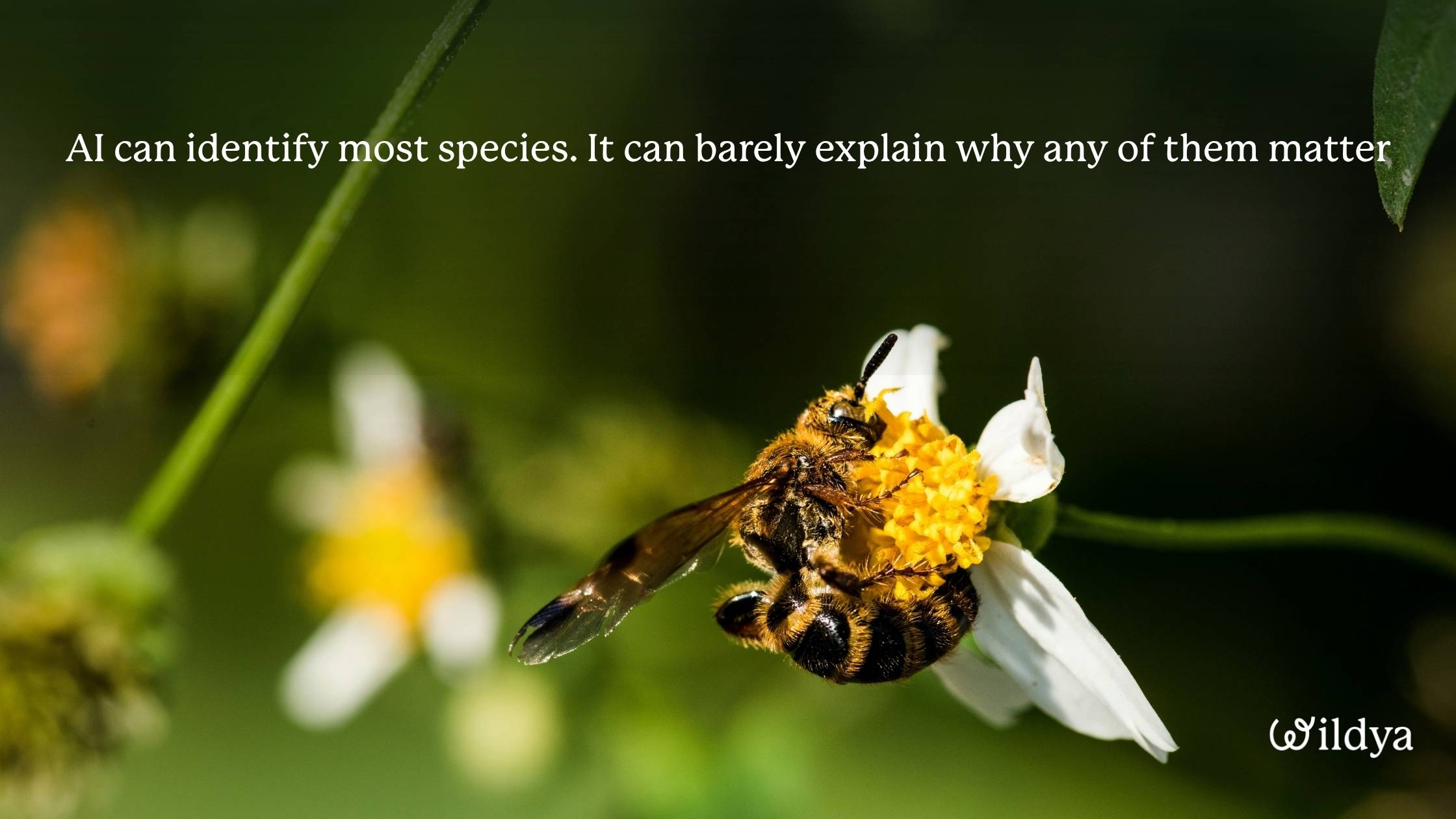 changing-conservation-and-zoos-with-AI-problem-conservation