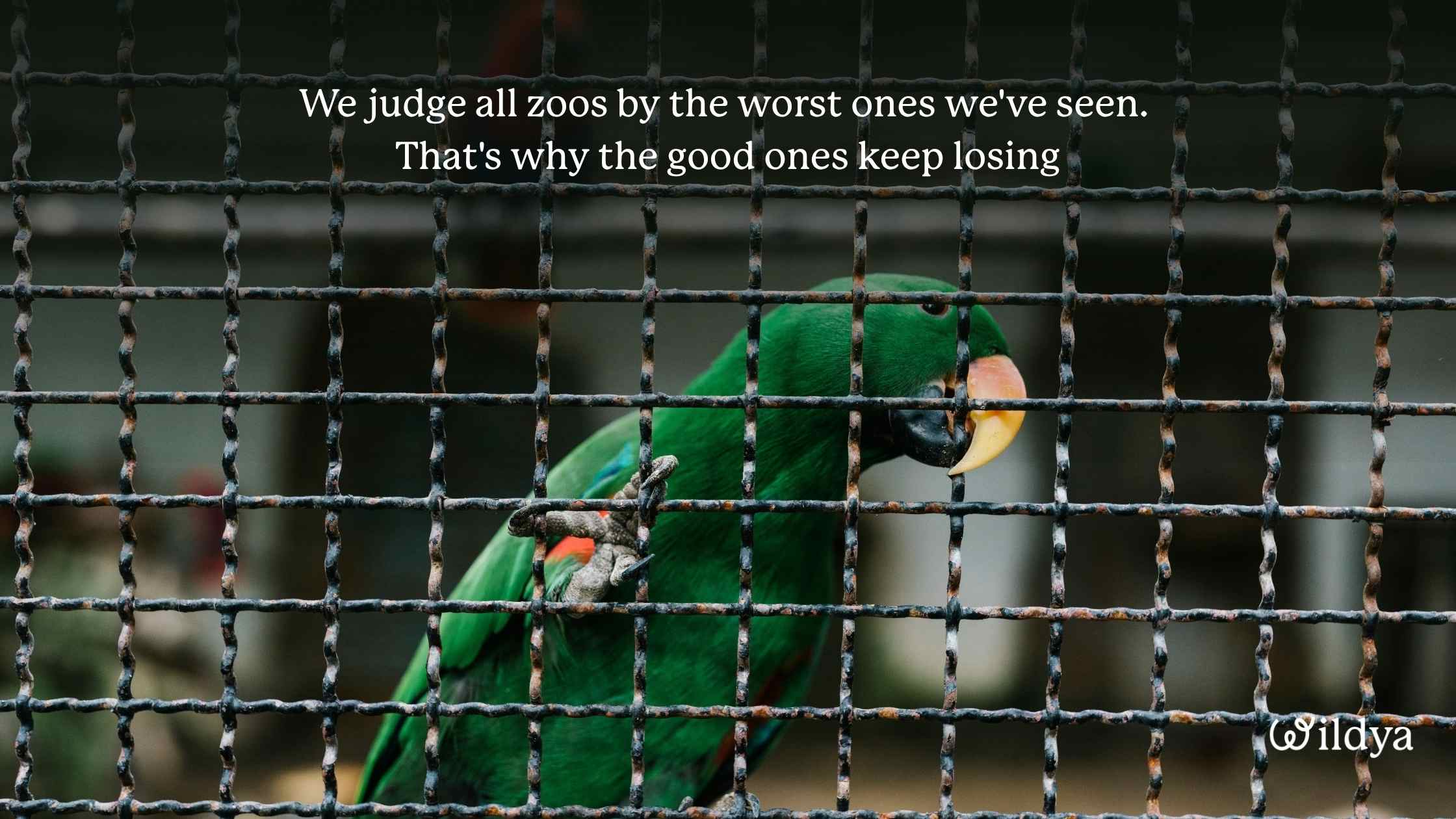 changing-conservation-and-zoos-with-AI-zoo-debate-stuck