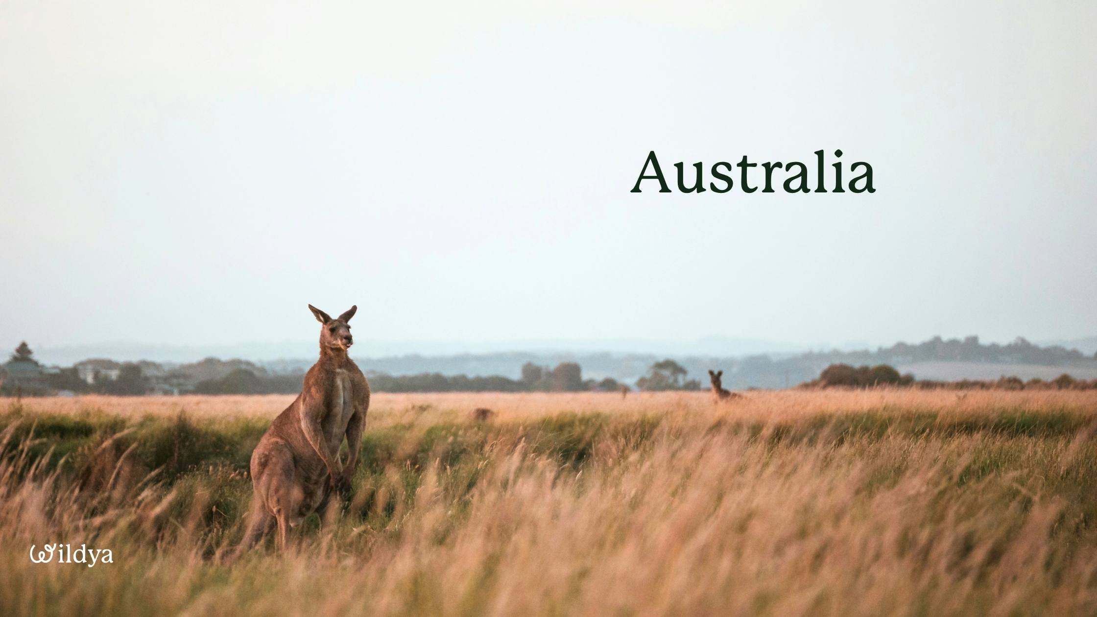 how-to-register-a-company-name-in-Australia