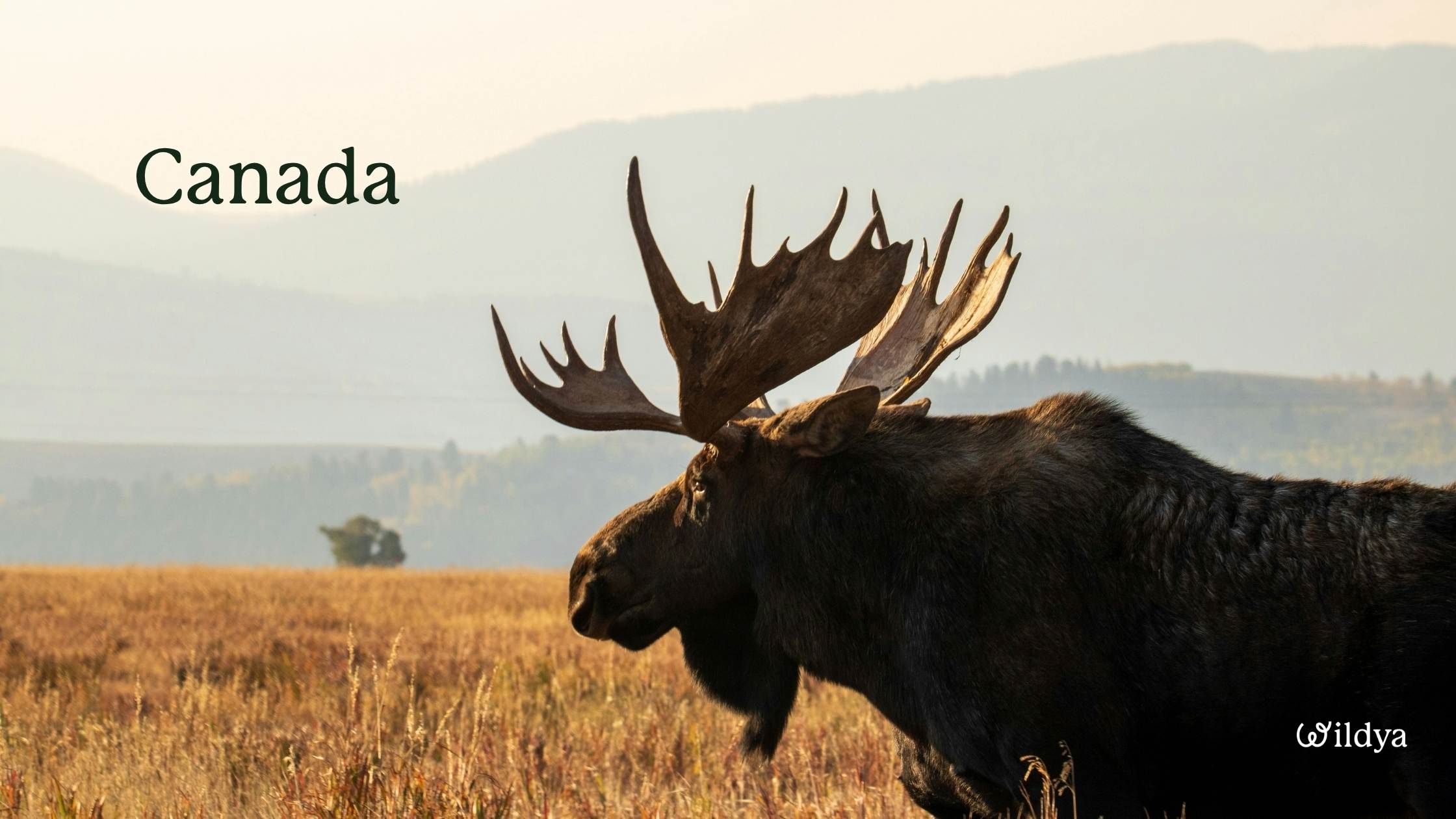 how-to-register-a-company-name-in-Canada