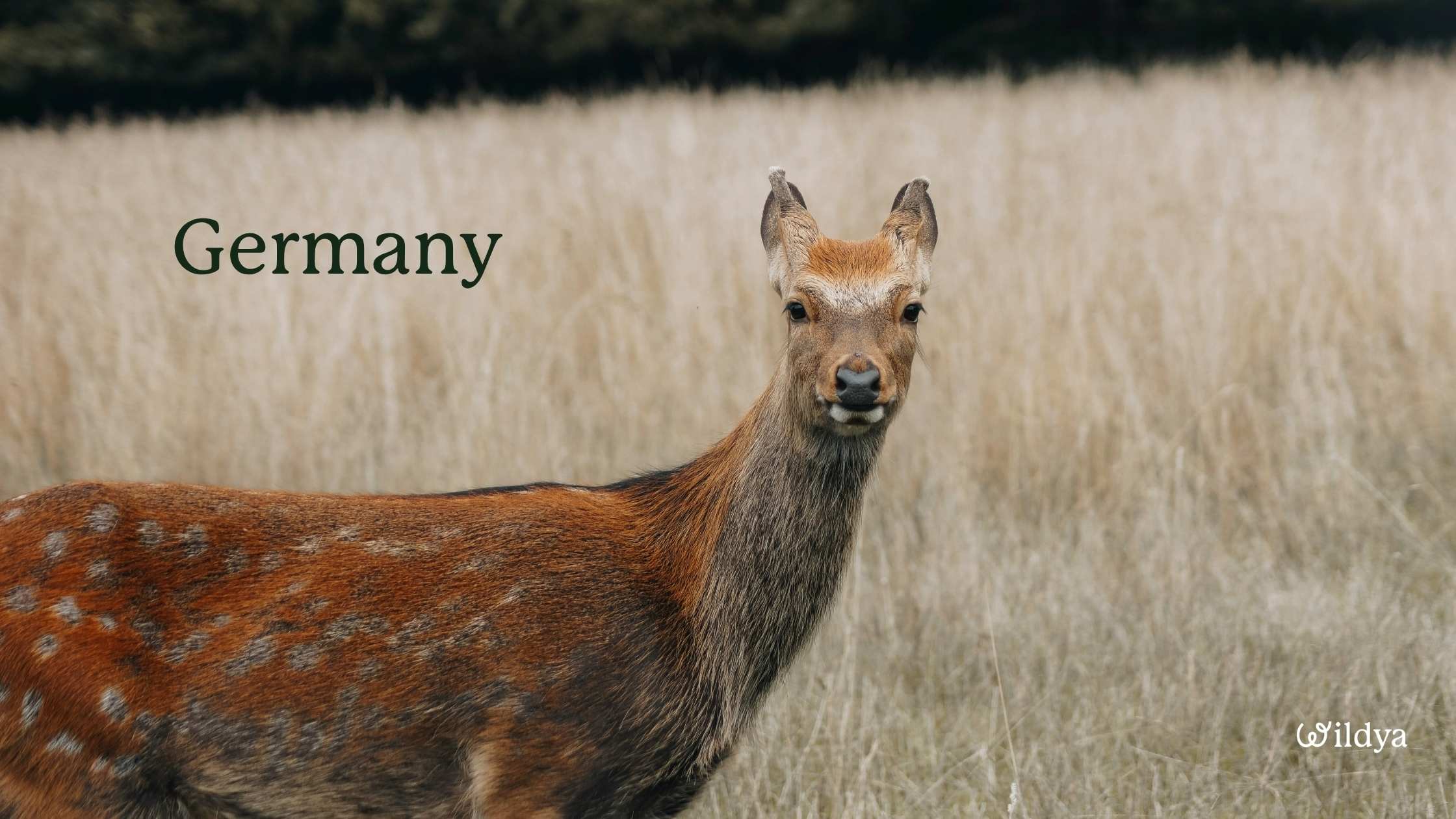 how-to-register-a-company-name-in-Germany