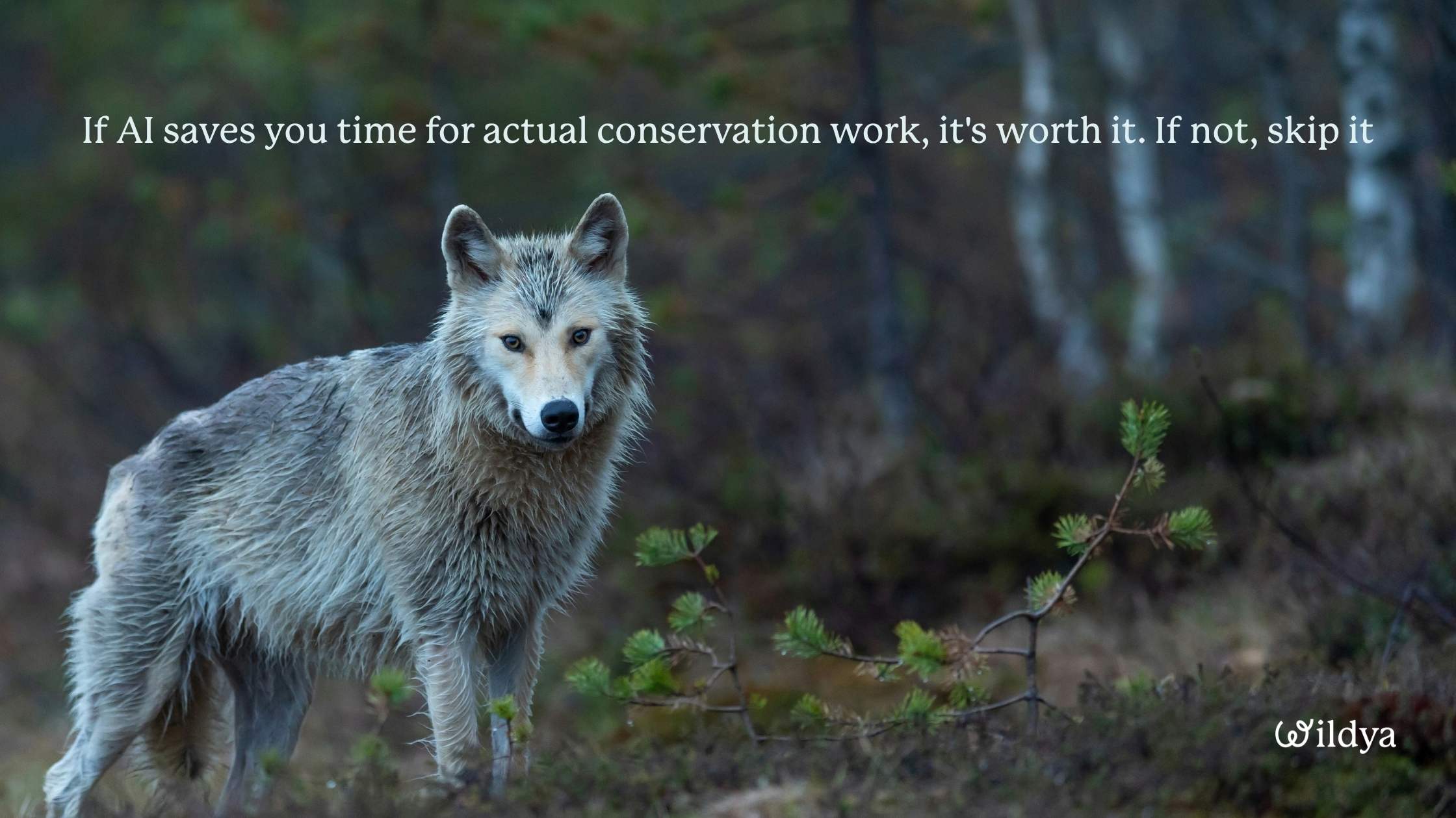 AI-for-nature-ventures