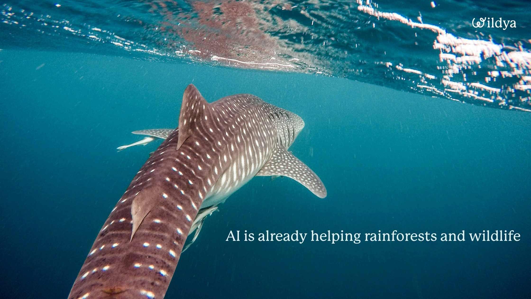 AI-for-nature