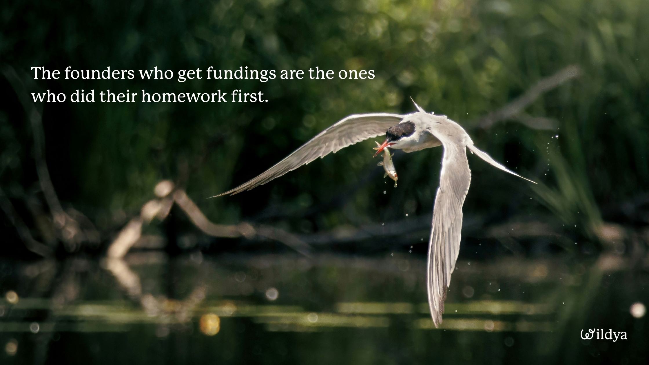 how-to-approach-investors-for-nature-ventures