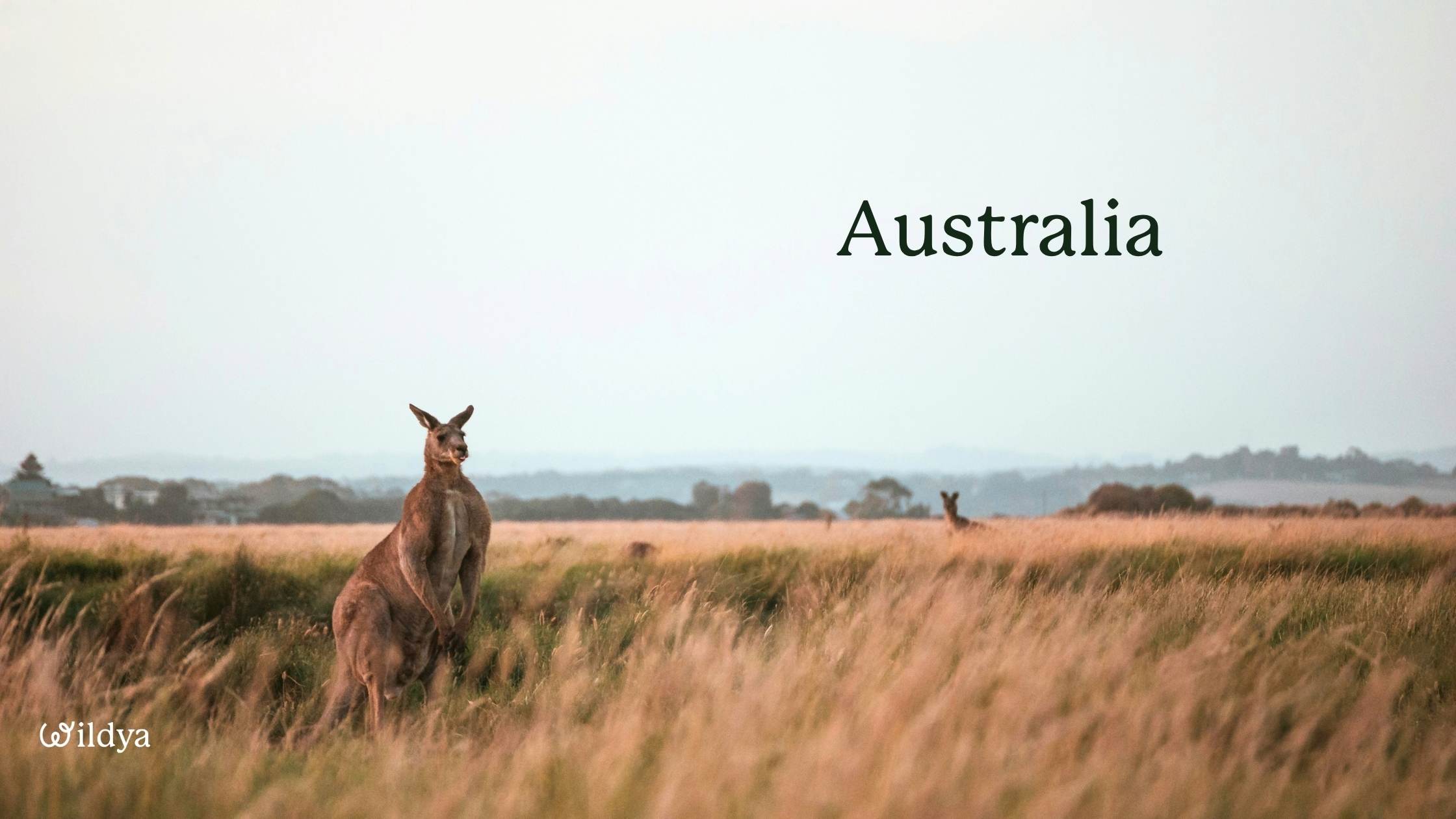 how-to-register-as-a-non-profit-organisation-australia