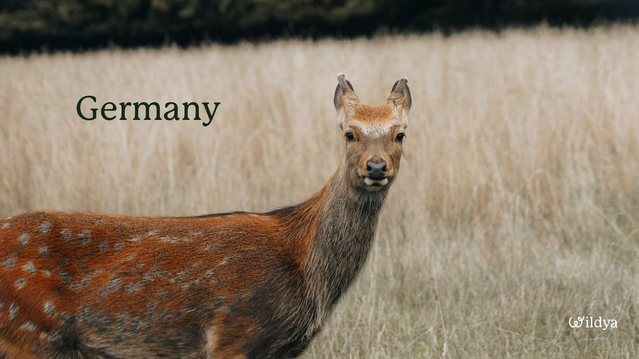 how-to-register-as-a-non-profit-organisation-germany