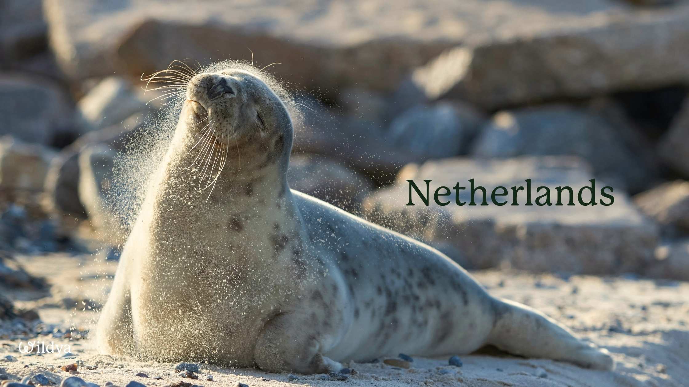 how-to-register-as-a-non-profit-organisation-netherlands