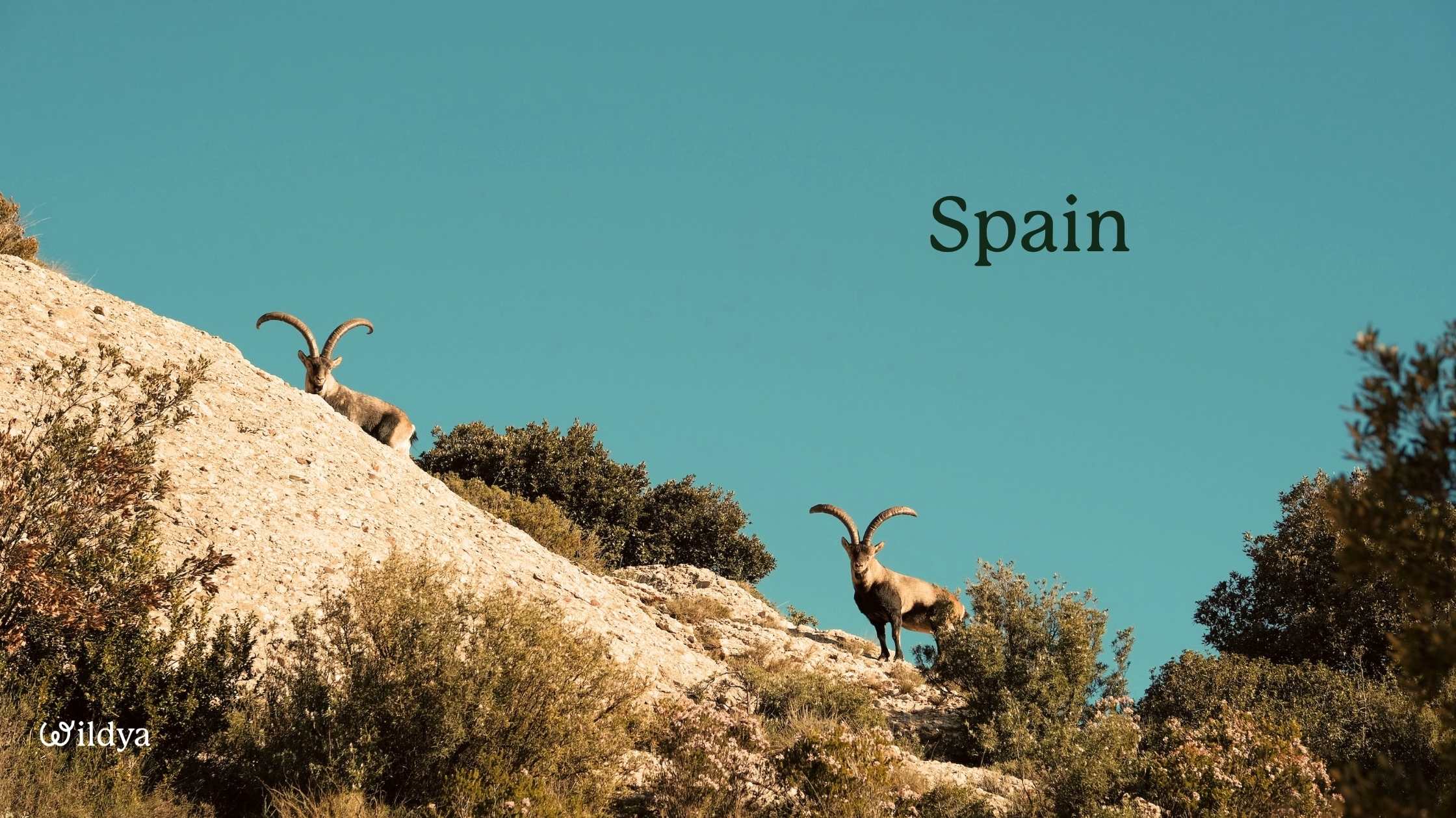 how-to-register-as-a-non-profit-organisation-spain