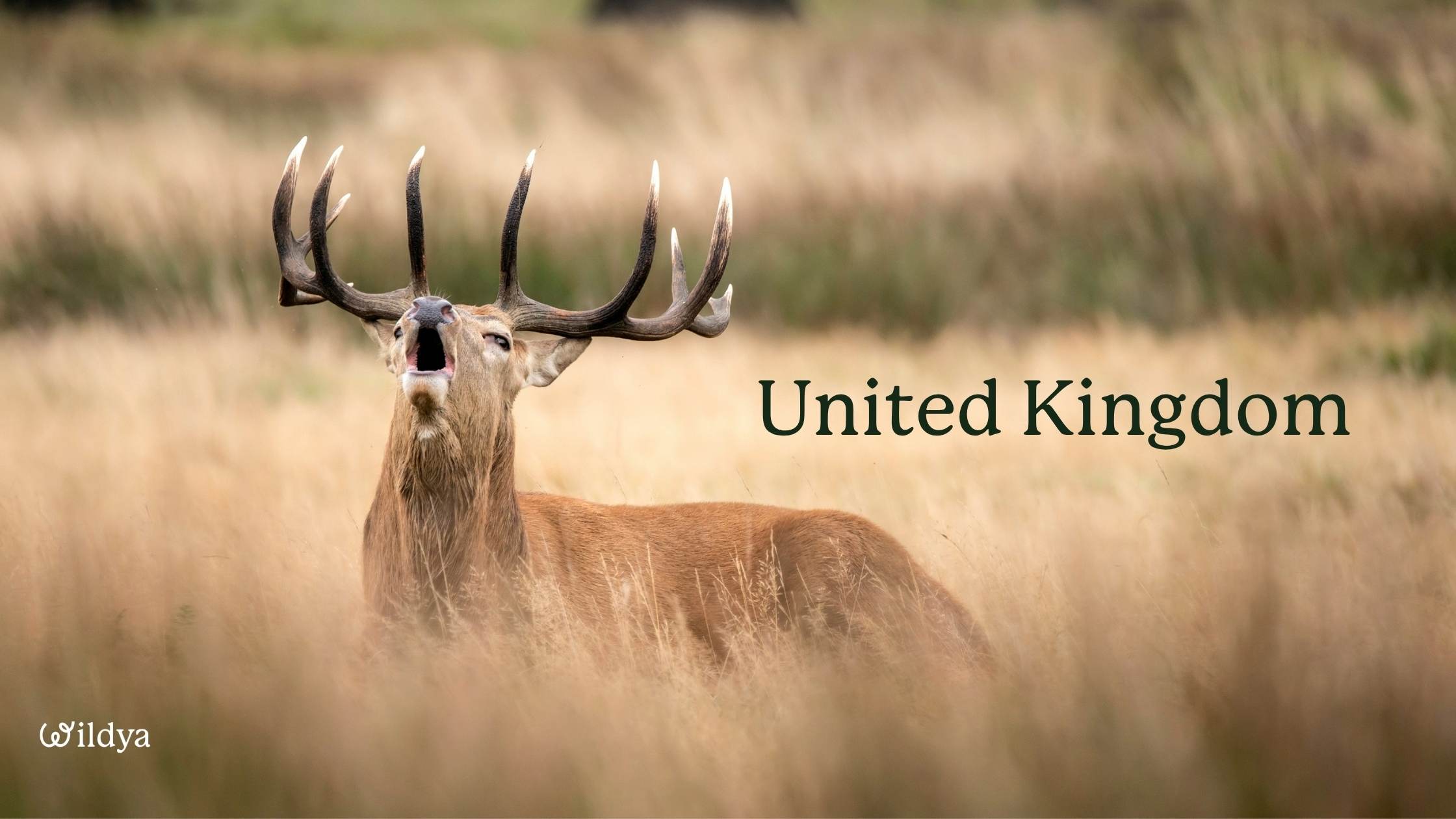 how-to-register-as-a-non-profit-organisation-united-kingdom