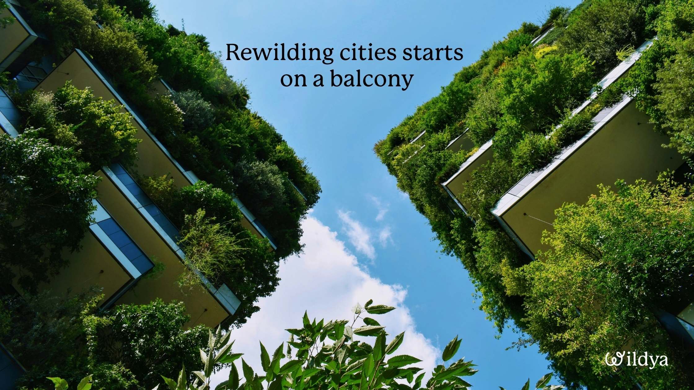 what-is-rewilding-cities-sugi-project